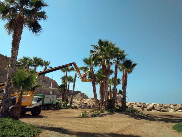 El Ayuntamiento elimina los frutos y semillas de más de 2200 palmeras de Águilas - 1, Foto 1
