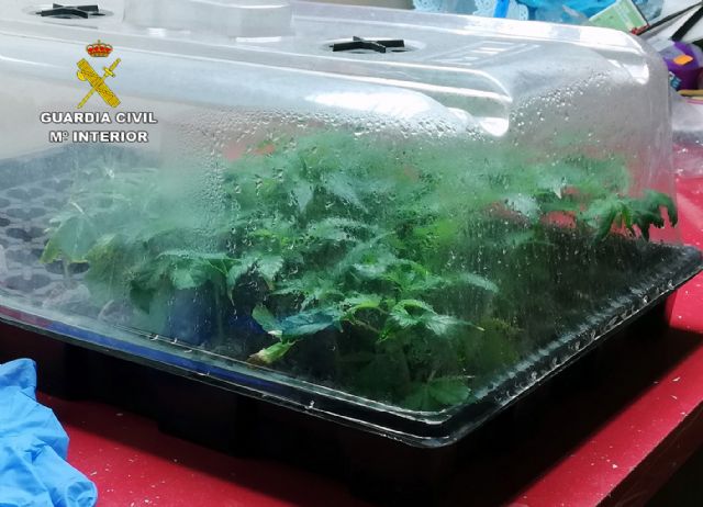 La Guardia Civil desmantela en Mula una organización criminal dedicada al tráfico de drogas - 4, Foto 4