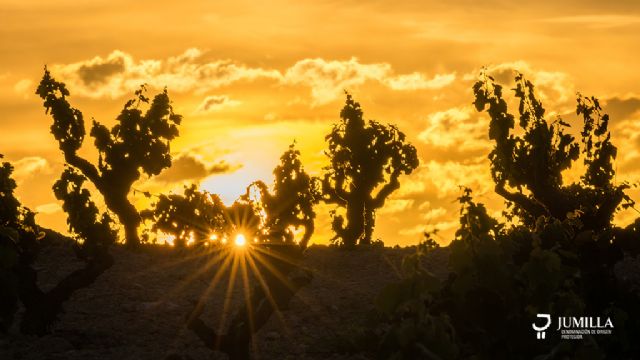 Un año estelar para la dop Jumilla en los premios DWWA - 3, Foto 3