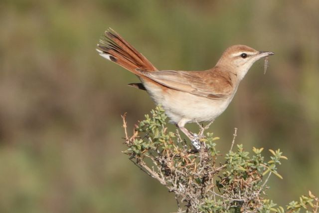 ANSE solicita medidas urgentes para evitar la extinción del alzacola, el pájaro más amenazado de la Región de Murcia - 1, Foto 1