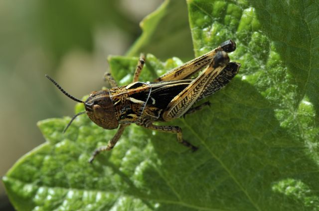 Agricultura interviene en unas 1.000 hectáreas contra la plaga de langosta en los municipios de Aledo, Caravaca, Moratalla, Jumilla y Yecla - 1, Foto 1