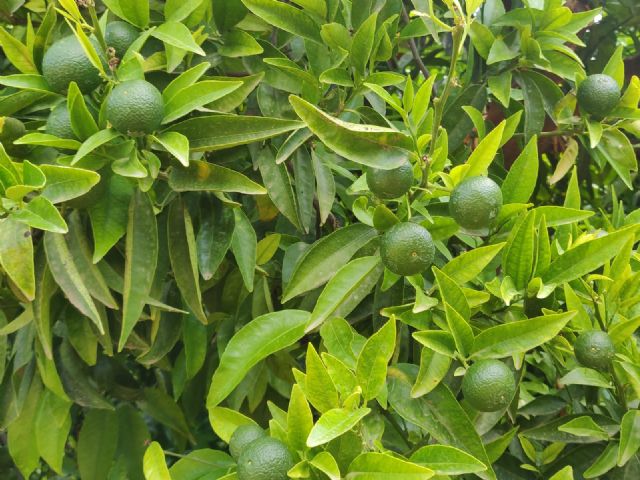 Unión de Uniones espera un ligero descenso o mantenimiento en la próxima cosecha de cítricos y confía en un repunte de los precios para los productores - 1, Foto 1