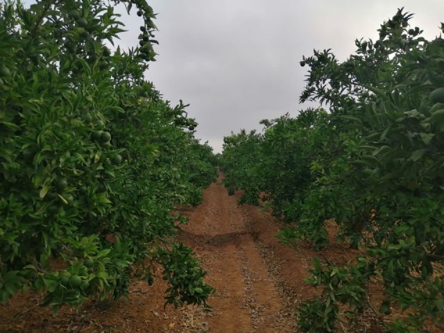 Unión de Uniones espera un ligero descenso o mantenimiento en la próxima cosecha de cítricos y confía en un repunte de los precios para los productores - 2, Foto 2