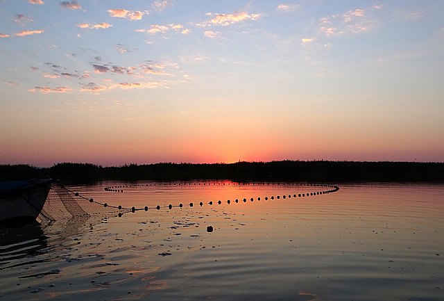 ANSE evalúa la extracción de especies exóticas invasoras a través de la pesca artesanal en El Hondo - 3, Foto 3