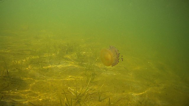 Podemos advierte de la situación del Mar Menor: “Todo está muerto” - 2, Foto 2