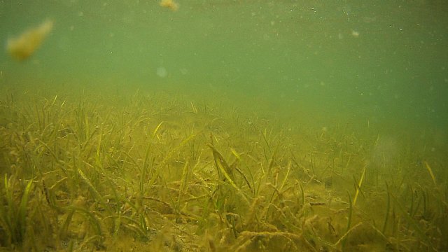 Podemos advierte de la situación del Mar Menor: “Todo está muerto” - 3, Foto 3