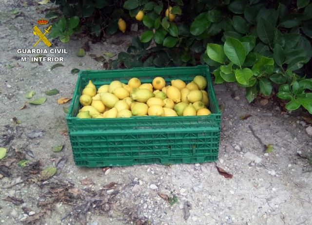 La Guardia Civil detiene al presunto autor del robo de cerca de dos toneladas de cítricos en fincas de la comarca del Río Mula - 1, Foto 1