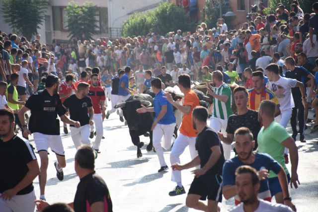 El tercer encierro taurino de Calasparra celebrado hoy ha sido rápido y no ha dejado ningún herido - 2, Foto 2