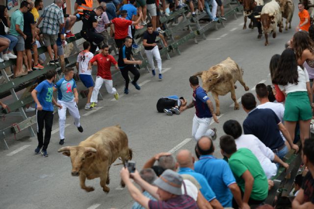 Dos heridos hoy en el tercer encierro taurino de Calasparra - 5, Foto 5