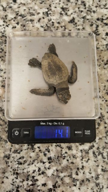 Localizada una cría de tortuga boba en una cala de Calnegre y trasladada al Centro del IMIDA en San Pedro del Pinatar - 1, Foto 1
