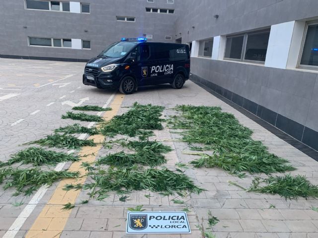 La Policía Local lleva a cabo varias actuaciones que permiten sancionar a una persona por el cultivo ilícito de drogas y a otras dos por la venta y compra de tabaco de contrabando - 1, Foto 1