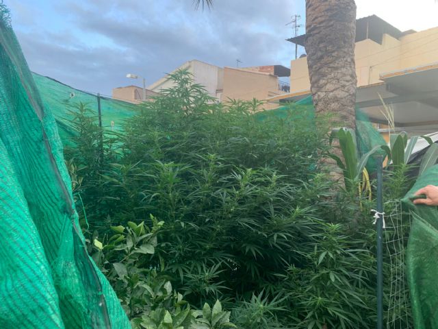 La Policía Local lleva a cabo varias actuaciones que permiten sancionar a una persona por el cultivo ilícito de drogas y a otras dos por la venta y compra de tabaco de contrabando - 2, Foto 2