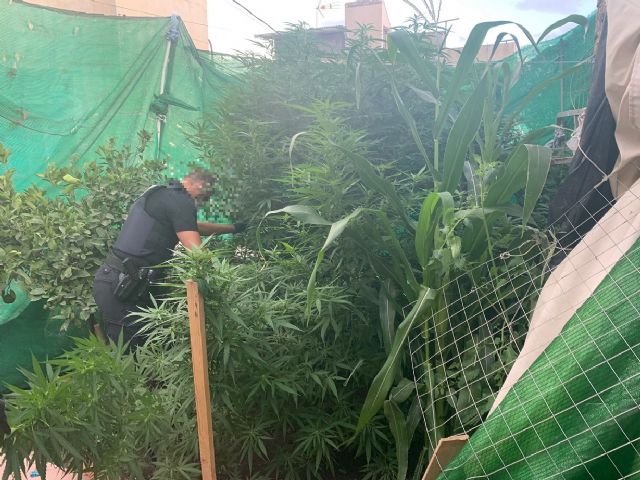 La Policía Local lleva a cabo varias actuaciones que permiten sancionar a una persona por el cultivo ilícito de drogas y a otras dos por la venta y compra de tabaco de contrabando - 3, Foto 3