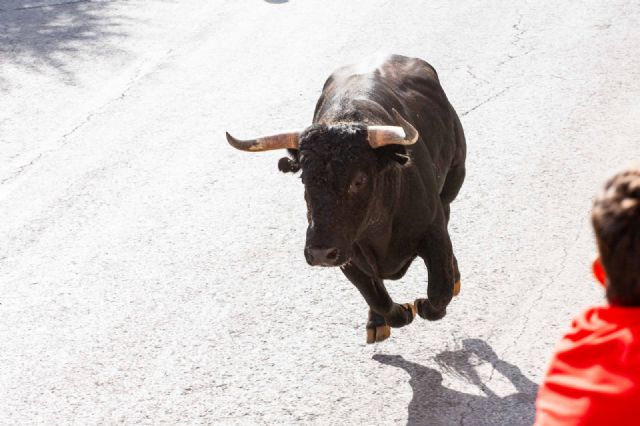 Encierro limpio y vistoso con la histórica ganadería de Raso de Portillo - 3, Foto 3