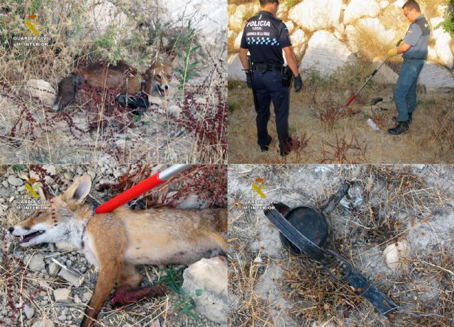 La Guardia Civil rescata a un zorro atrapado en un cepo - 1, Foto 1