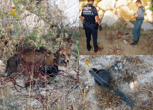 La Guardia Civil rescata a un zorro atrapado en un cepo - 2, Foto 2