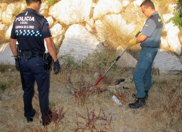 La Guardia Civil rescata a un zorro atrapado en un cepo - 4, Foto 4