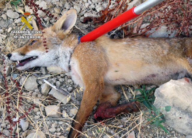 La Guardia Civil rescata a un zorro atrapado en un cepo - 5, Foto 5