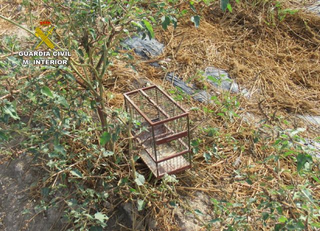La Guardia Civil investiga a un vecino de Águilas por la captura ilegal de aves fringílidas - 2, Foto 2