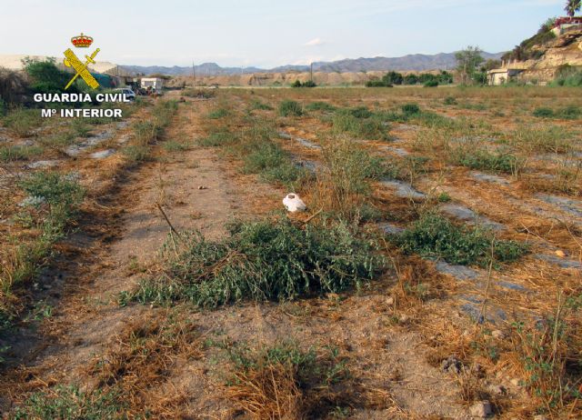La Guardia Civil investiga a un vecino de Águilas por la captura ilegal de aves fringílidas - 5, Foto 5