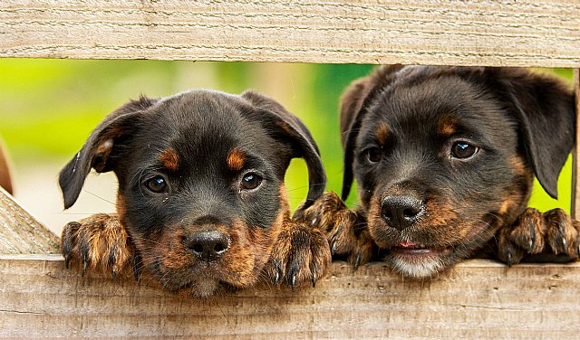 Beneficios de los juguetes para perros - 1, Foto 1