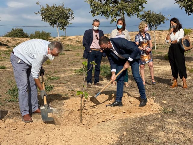 El proyecto El Piular de Miriam en el paraje de El Pasico, cuenta con una higuera de la originaria de la Casa Museo de Miguel Hernández - 3, Foto 3