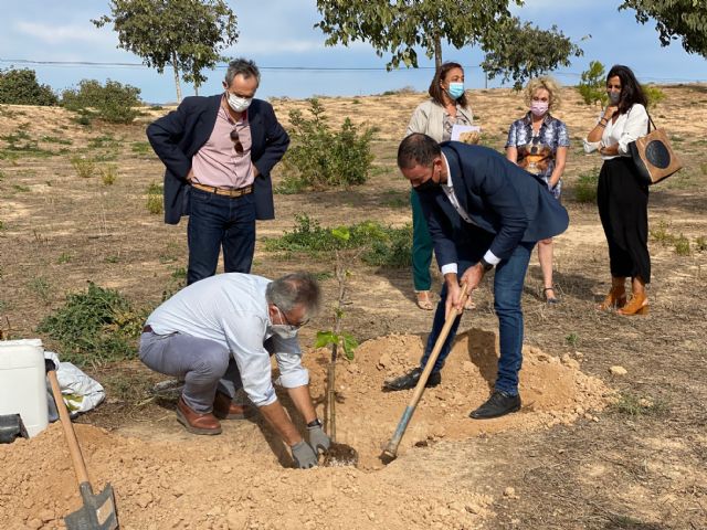 El proyecto El Piular de Miriam en el paraje de El Pasico, cuenta con una higuera de la originaria de la Casa Museo de Miguel Hernández - 4, Foto 4