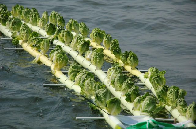El velero de Ecologistas en Acción pionero en el cultivo hidropónico de lechugas en el Mar Menor - 4, Foto 4