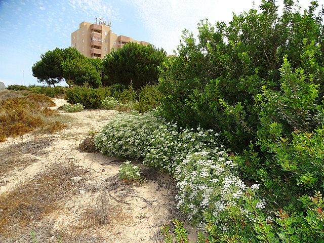 ANSE: Monte Blanco pone en evidencia la incompetencia del Gobierno Regional para conservar el Mar Menor - 1, Foto 1