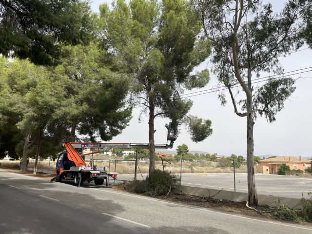 El Ayuntamiento de Molina de Segura continúa con los trabajos de mantenimiento de la arboleda de la Avenida Virgen de las Mercedes en la pedanía de Los Valientes - 2, Foto 2