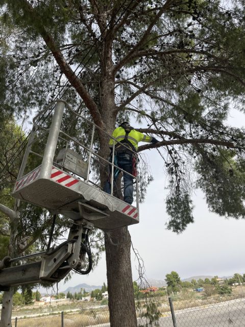 El Ayuntamiento de Molina de Segura continúa con los trabajos de mantenimiento de la arboleda de la Avenida Virgen de las Mercedes en la pedanía de Los Valientes - 3, Foto 3
