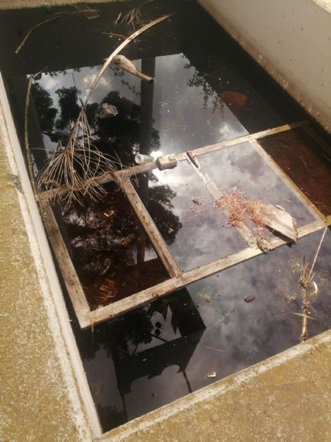 ¿Fuentes ornamentales o criaderos de mosquitos, ranas y hasta sapos? - 1, Foto 1