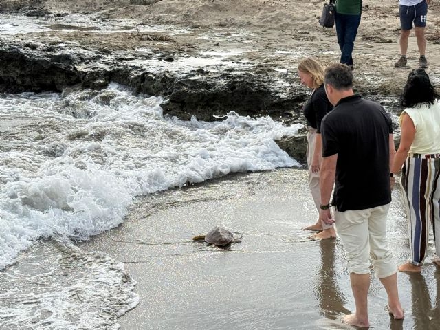 La Regi�n alcanza con 11 ejemplares en 2026 su r�cord de tortugas bobas liberadas tras pasar por el Centro de Recuperaci�n de Fauna Silvestre, Foto 2