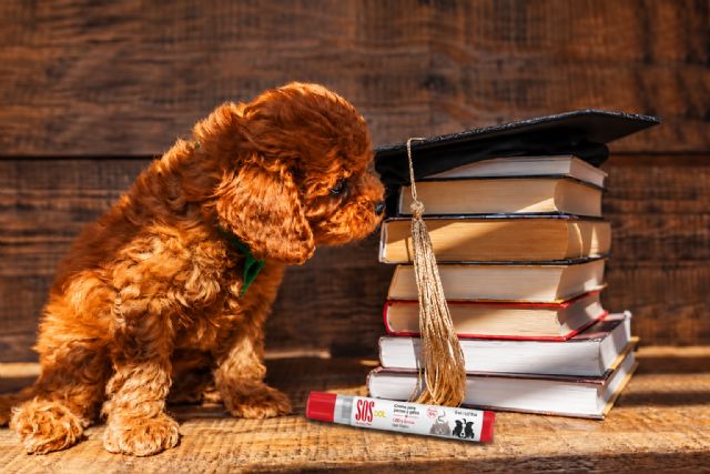 El comienzo del frío y la vuelta a la rutina: &iquest;cómo afecta a tus mascotas? - 3, Foto 3