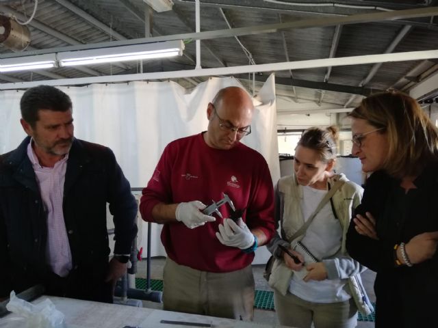Las tortugas bobas nacidas en Calblanque reciben cuidados en el Centro de Acuicultura Marina de San Pedro del Pinatar - 1, Foto 1