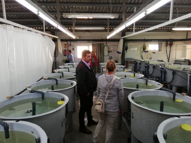 Las tortugas bobas nacidas en Calblanque reciben cuidados en el Centro de Acuicultura Marina de San Pedro del Pinatar - 2, Foto 2