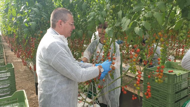 Looije abre las puertas de sus nuevos invernaderos en Águilas - 2, Foto 2