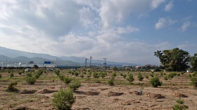 El Ayuntamiento de Murcia planta más de 3.000 árboles en la urbanización Montevida - 2, Foto 2