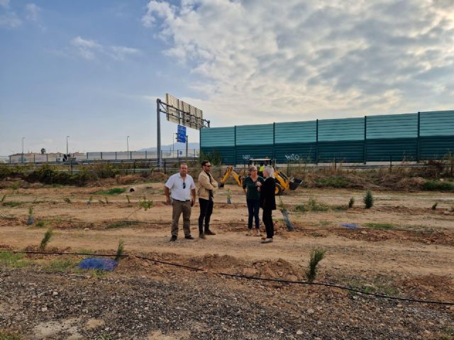 El Ayuntamiento de Murcia planta más de 3.000 árboles en la urbanización Montevida - 4, Foto 4