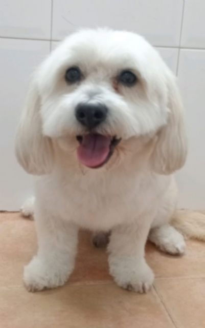 Una veterinaria murciana gracias a un compuesto usado en humanos trata una grave obstrucción urinaria de un perro anciano - 1, Foto 1