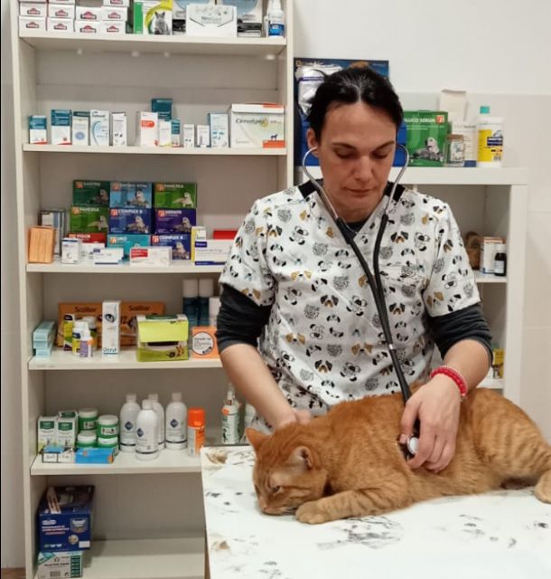 Una veterinaria murciana gracias a un compuesto usado en humanos trata una grave obstrucción urinaria de un perro anciano - 2, Foto 2