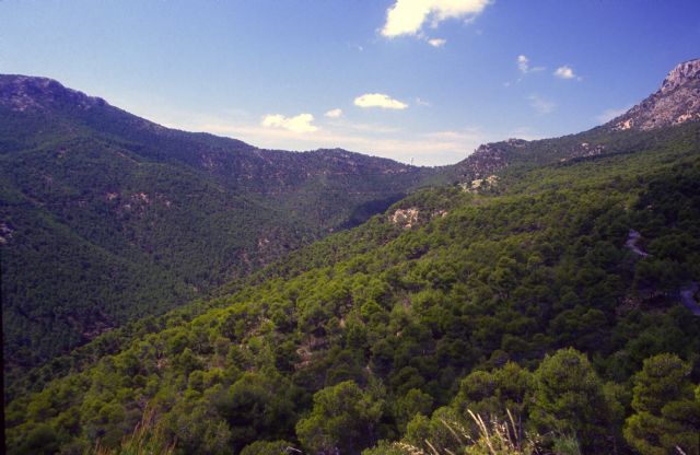 La exposicin sobre la reforestacin de Sierra Espuña recibe a ms de mil personas en el Centro de Visitantes Ricardo Codornu, Foto 5