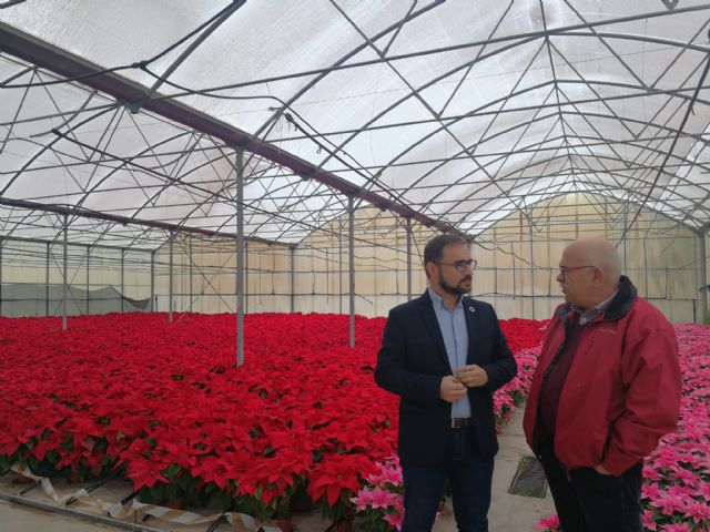 La plantación de las 4.500 flores de pascua cultivadas en el vivero municipal supondrá un ahorro de 20.000 euros al Ayuntamiento de Lorca - 1, Foto 1