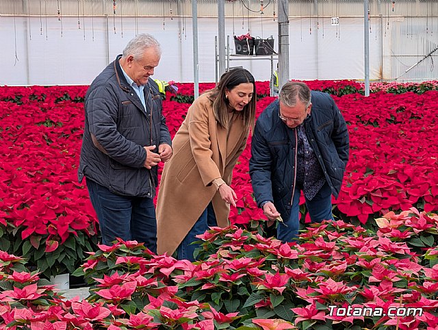 Dos de cada tres flores de Pascua que se venden en nuestro país tienen origen murciano - 1, Foto 1