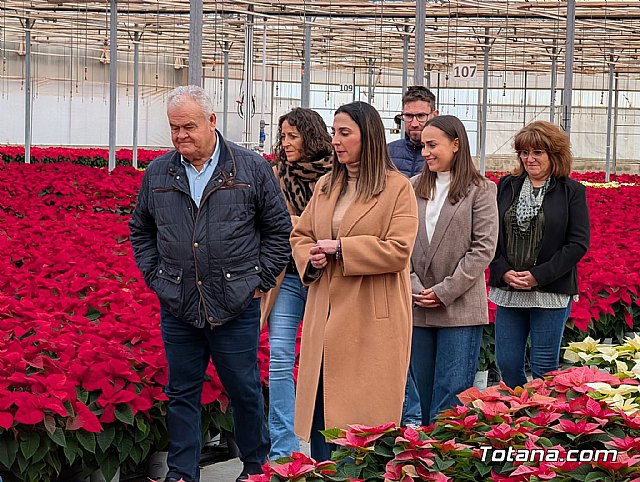 Dos de cada tres flores de Pascua que se venden en nuestro país tienen origen murciano - 2, Foto 2