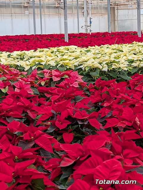 Dos de cada tres flores de Pascua que se venden en nuestro país tienen origen murciano - 3, Foto 3