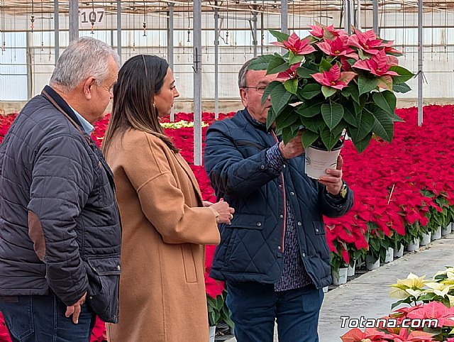 Dos de cada tres flores de Pascua que se venden en nuestro país tienen origen murciano - 4, Foto 4