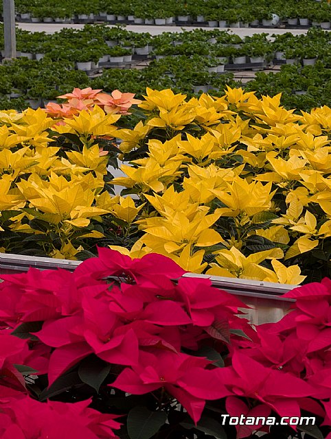 Dos de cada tres flores de Pascua que se venden en nuestro país tienen origen murciano - 5, Foto 5
