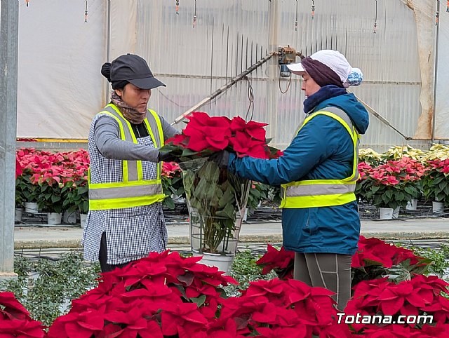 Dos de cada tres flores de Pascua que se venden en nuestro país tienen origen murciano, Foto 6