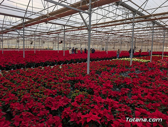 Dos de cada tres flores de Pascua que se venden en nuestro país tienen origen murciano, Foto 7